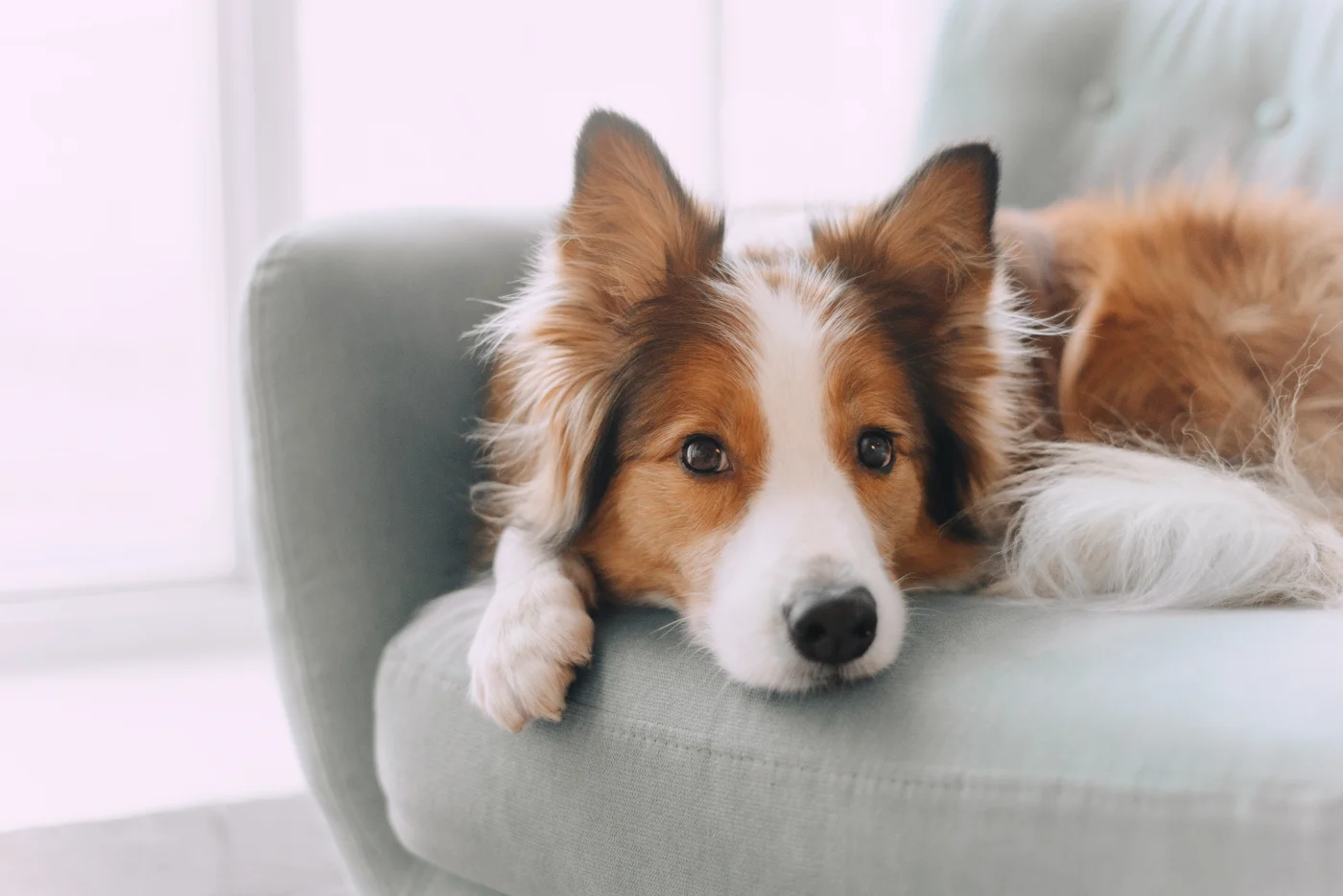 Border collie sits on Twin Cities East Metro couch