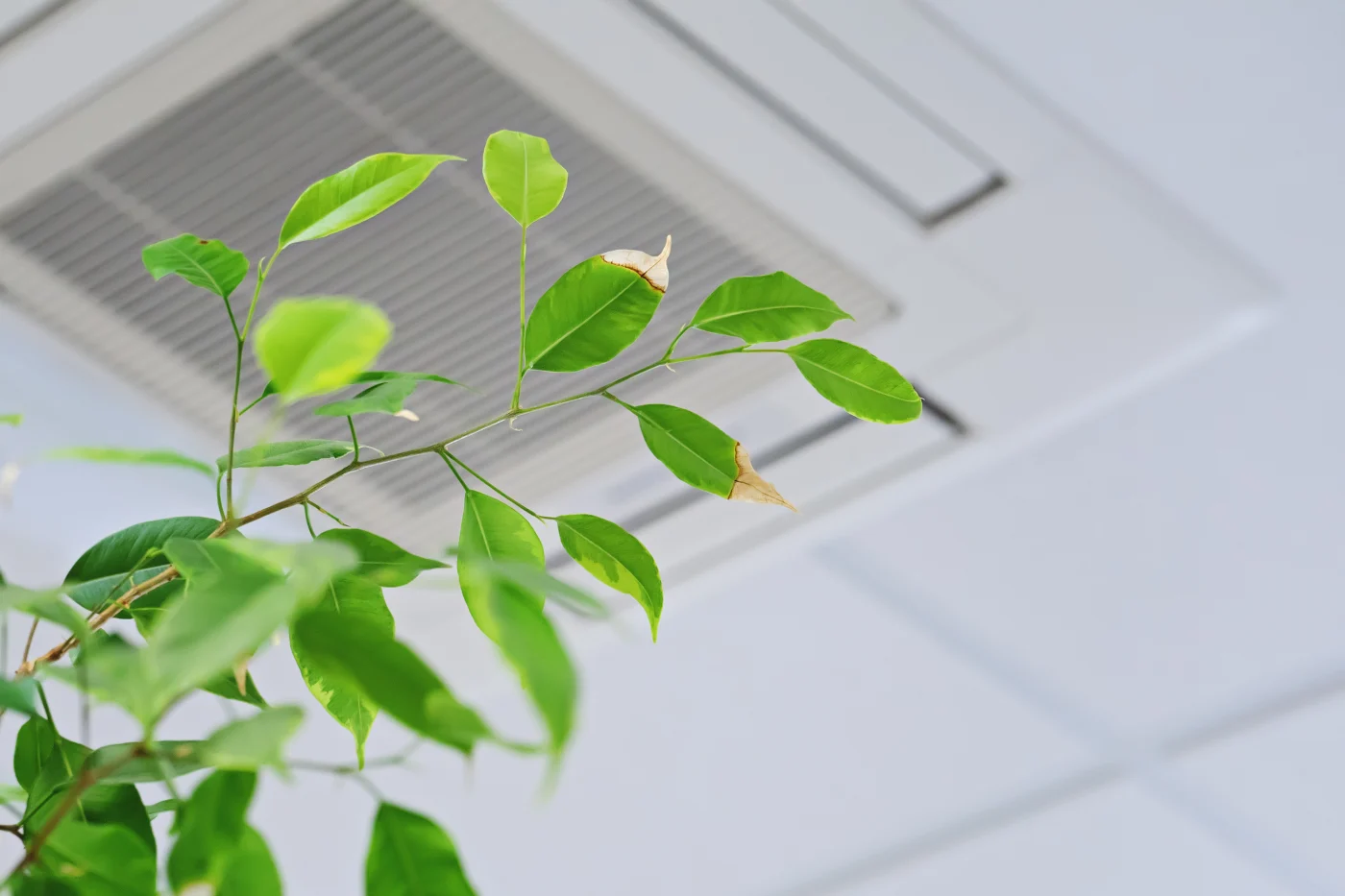 Ficus leaves below a ceiling air conditioner