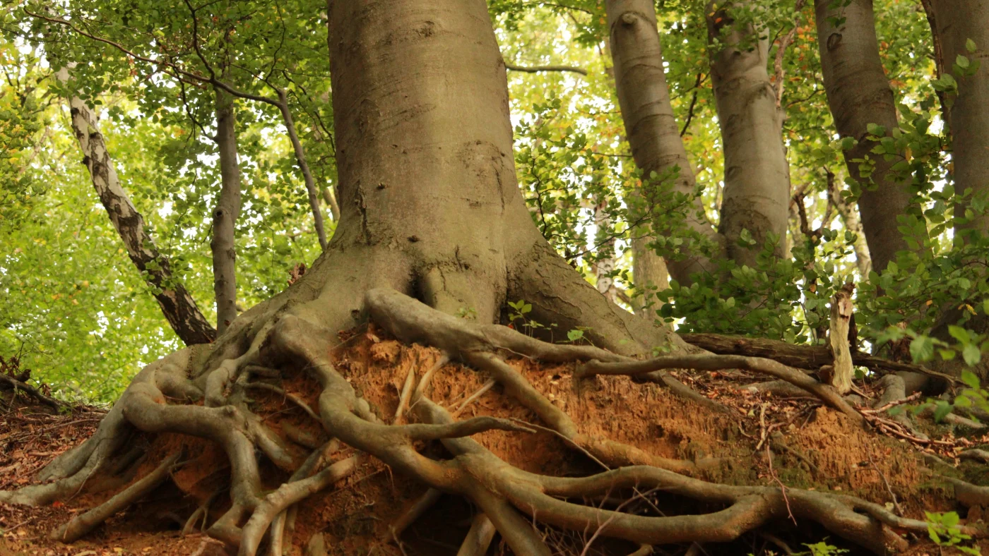 A healthy and deeply rooted tree