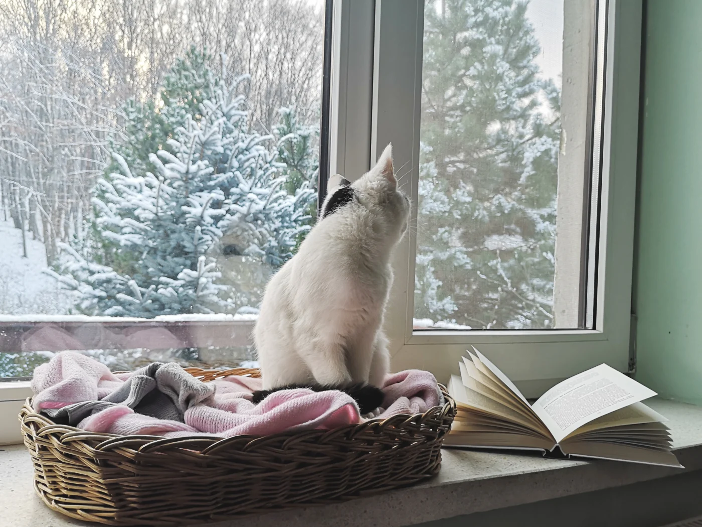 A cat sits comfortably in its bed in a window seat, looking out at the falling snow.